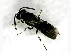Hylaeus