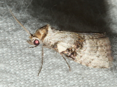 Acatapaustus metallopa