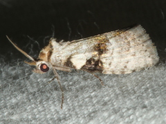 Acatapaustus metallopa