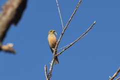 Emberiza hortulana