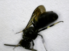 Hylaeus
