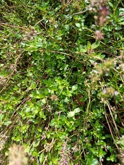 Thymus pulegioides