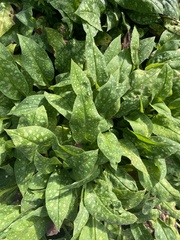 Pulmonaria