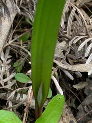 Thelymitra