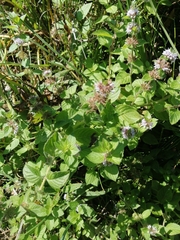 Mentha aquatica