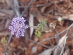 Trachymene cyanantha
