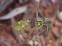 Trachymene cyanantha