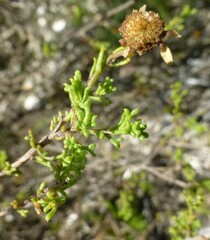 Cymbopappus adenosolen