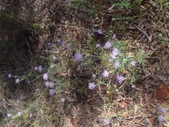 Trachymene cyanantha