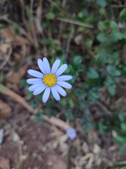 Felicia aethiopica