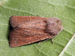 Photedes fluxa