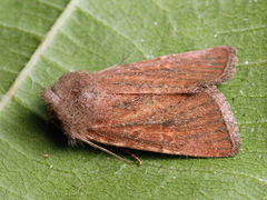 Photedes fluxa