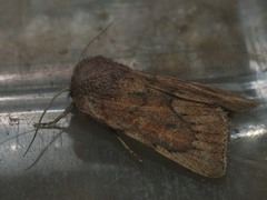 Photedes fluxa