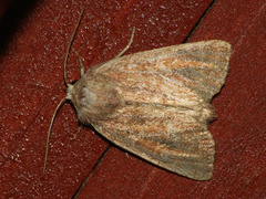 Photedes fluxa