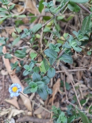 Felicia aethiopica