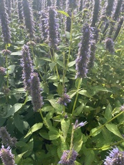 Agastache
