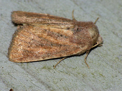 Photedes fluxa
