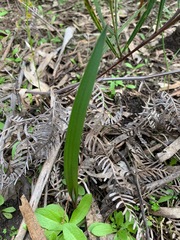 Thelymitra
