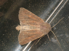 Photedes fluxa