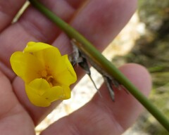 Bobartia