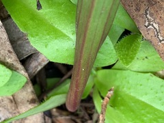 Thelymitra