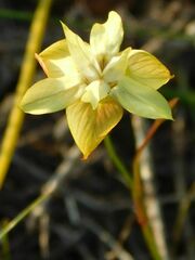 Moraea gawleri