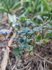 Felicia aethiopica