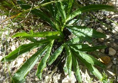 Lichtensteinia trifida