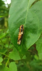 Papilio clytia