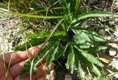 Lichtensteinia trifida