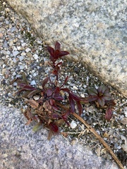 Epilobium