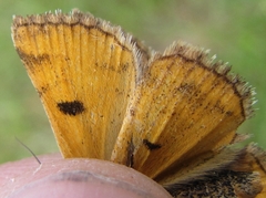 Erebidae