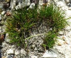 Ficinia overbergensis