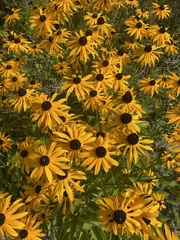 Rudbeckia fulgida