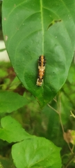 Papilio clytia