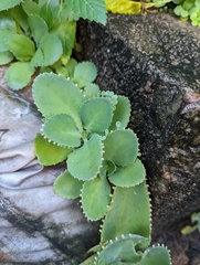 Kalanchoe laetivirens