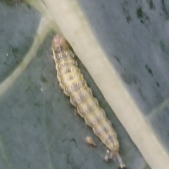 Evergestis forficalis