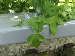 Passiflora suberosa