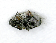 Acanthoscelides
