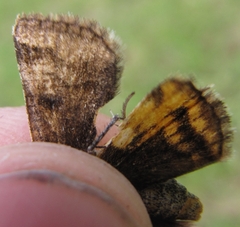 Erebidae