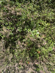 Thymus pulegioides