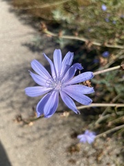 Cicerbita macrophylla