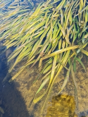 Vallisneria spiralis