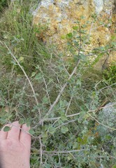 Searsia glauca