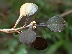 Corokia cotoneaster