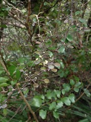 Corokia cotoneaster