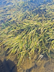 Vallisneria spiralis