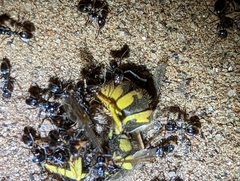 Vespula pensylvanica