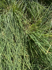 Allium schoenoprasum