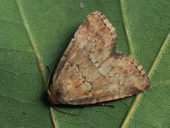 Photedes minima